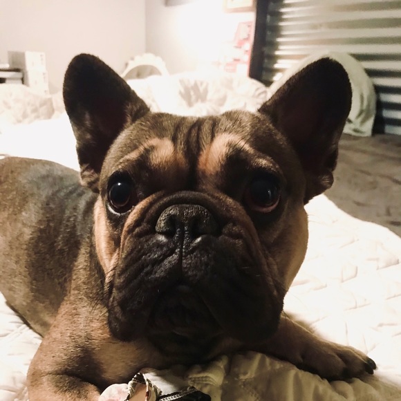 Meet your Posher, Sierra - Picture 1 of 1